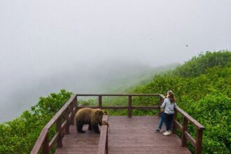 Why Anan Bear Observatory is a Top Spot for the Best Alaska Bear Viewing Experience