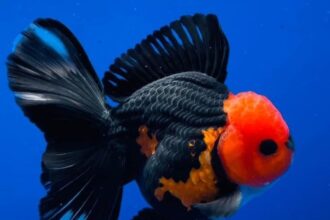 oranda goldfish