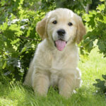 golden retriever puppies