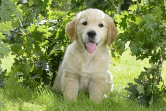 golden retriever puppies