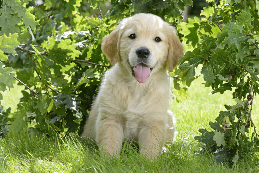 golden retriever puppies