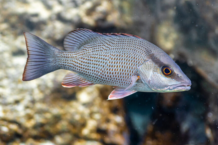 mangrove snapper