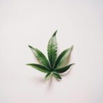 How to Enter the Cannabis Industry