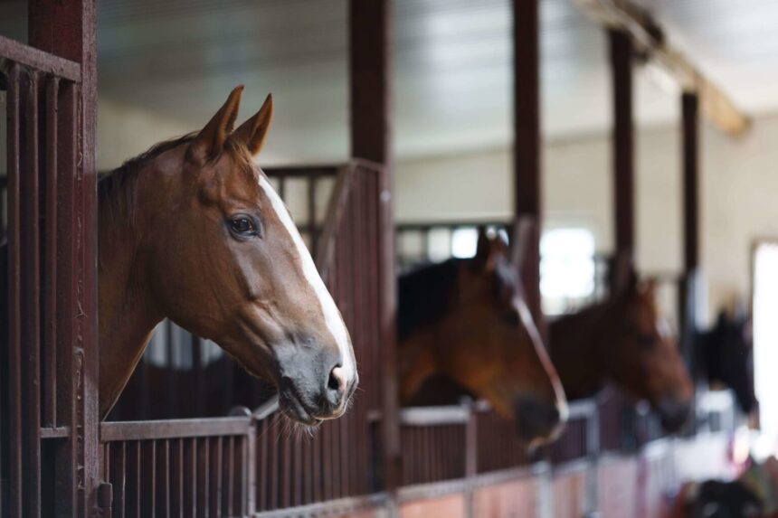 horse stables near me