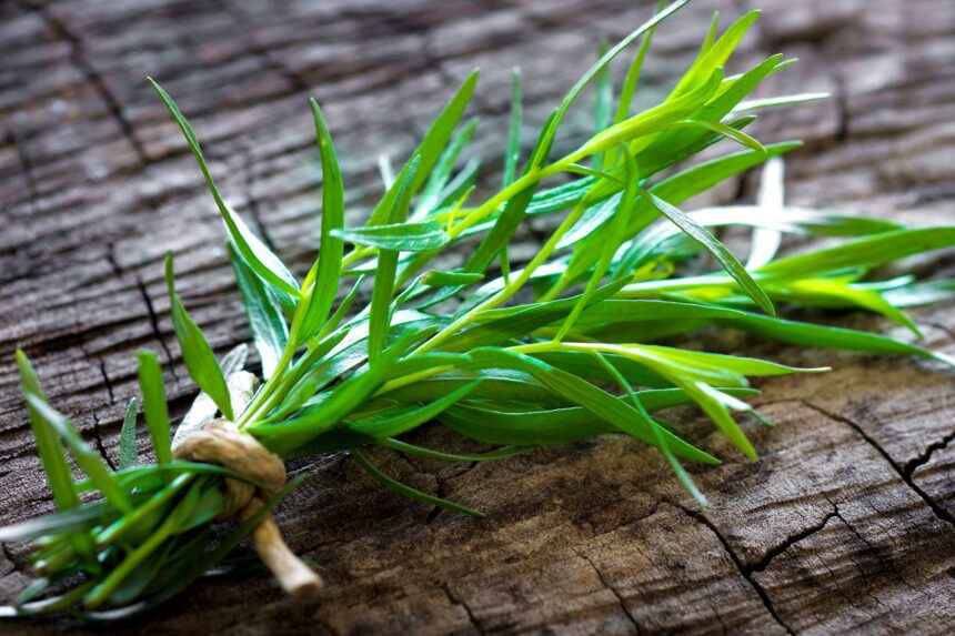 tarragon