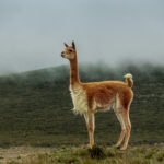 vicuna