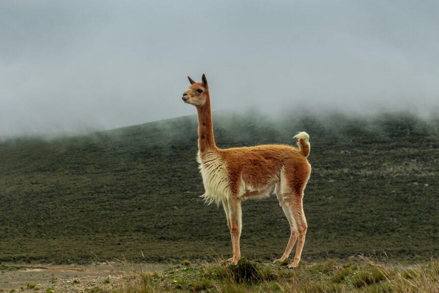 vicuna