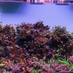 Exploring the World of Bulk Aquarium Plants for Sale: A Guide to Wholesale Suppliers in China