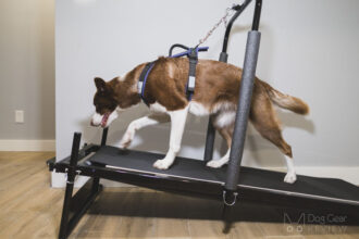 dog treadmill