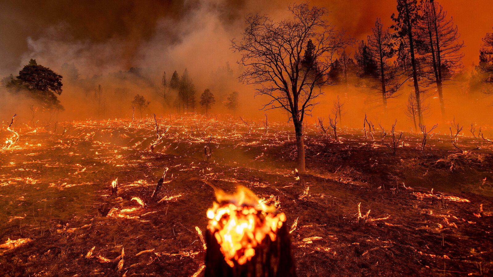 The Role of Land Clearing in Preventing Wildfires and Enhancing Safety ...