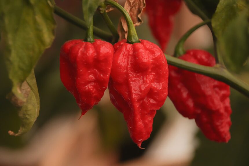 ghost pepper