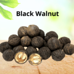 4 Ways to Use Black Walnuts for Nutrition You Should Know