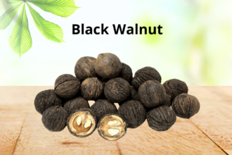 4 Ways to Use Black Walnuts for Nutrition You Should Know