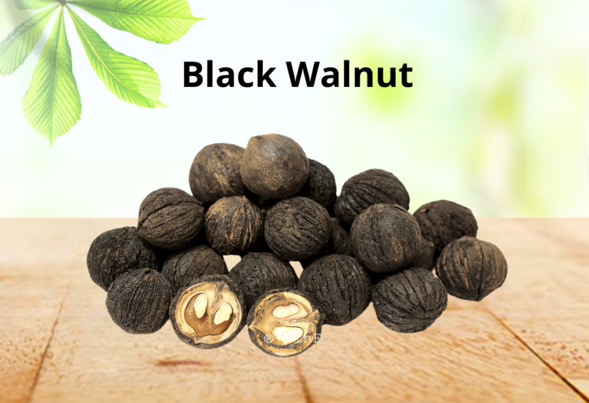 4 Ways to Use Black Walnuts for Nutrition You Should Know