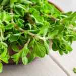 marjoram