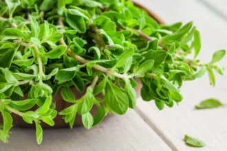 marjoram