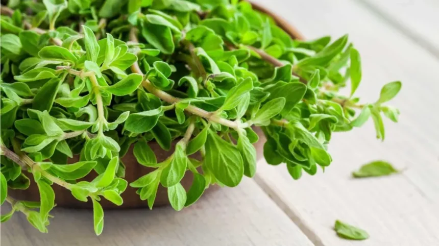 marjoram