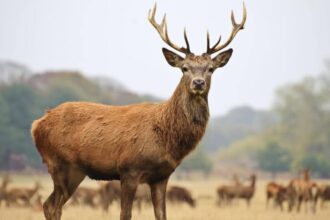 male deer