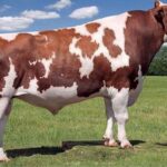 ayrshire cow rank in fat production