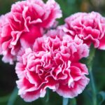 carnations