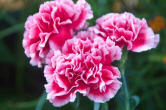 carnations