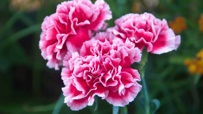 carnations