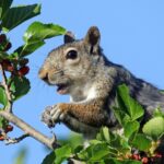 How to Stop Squirrels from Eating Your Fruit Trees