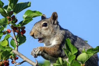 How to Stop Squirrels from Eating Your Fruit Trees