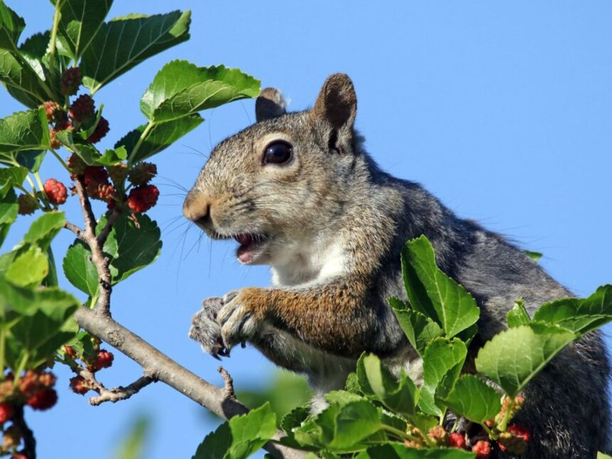 How to Stop Squirrels from Eating Your Fruit Trees