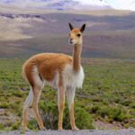 vicuña