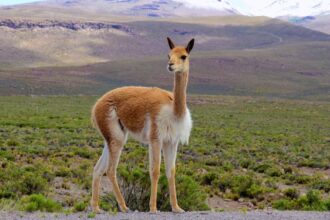 vicuña