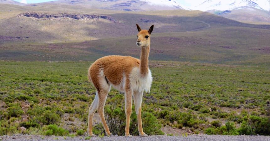 vicuña