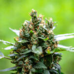 What Marijuana Strain Has the Highest THC? Explore the Top High-THC Strains