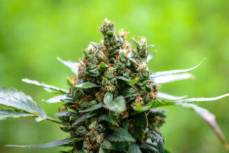 What Marijuana Strain Has the Highest THC? Explore the Top High-THC Strains