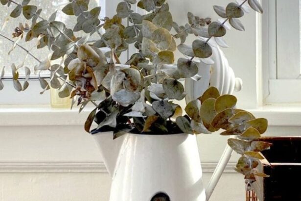 Uses for Fresh Eucalyptus (and Living!)