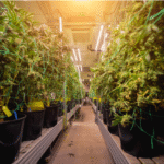 How to Germinate Weed Seeds: A Step-by-Step Grower’s Guide