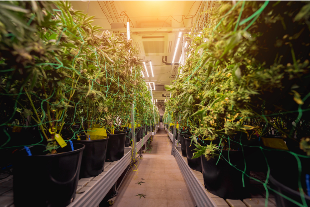 How to Germinate Weed Seeds: A Step-by-Step Grower’s Guide
