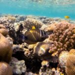 The Hidden World of Sea Sponges: Nature’s Ancient Filter Feeders