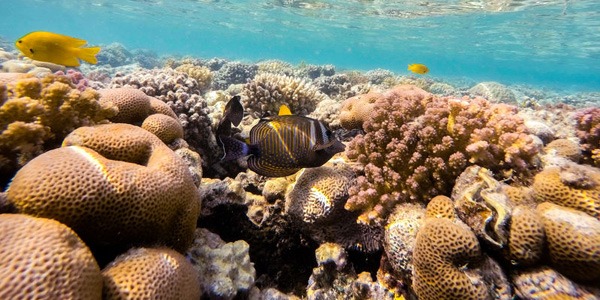 The Hidden World of Sea Sponges: Nature’s Ancient Filter Feeders