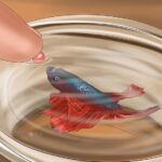 Betta Fish