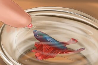 Betta Fish