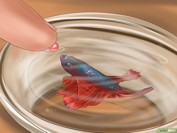 Betta Fish