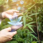 How Cannabis Supports Mental Wellness in the LGBTQ+ Community