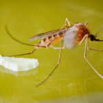 Mosquito Treatment: Effective Strategies for Prevention and Relief