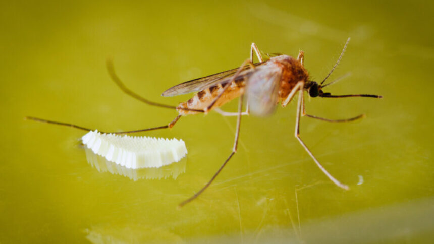 Mosquito Treatment: Effective Strategies for Prevention and Relief