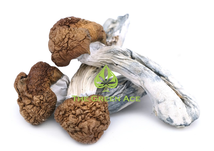 Beyond the Brew: Discovering the Benefits of Magic Mushroom Capsules