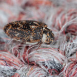 Carpet Beetles: Identification, Prevention, and How to Get Rid of Them