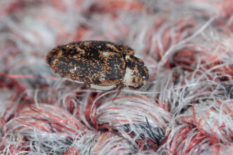 Carpet Beetles: Identification, Prevention, and How to Get Rid of Them