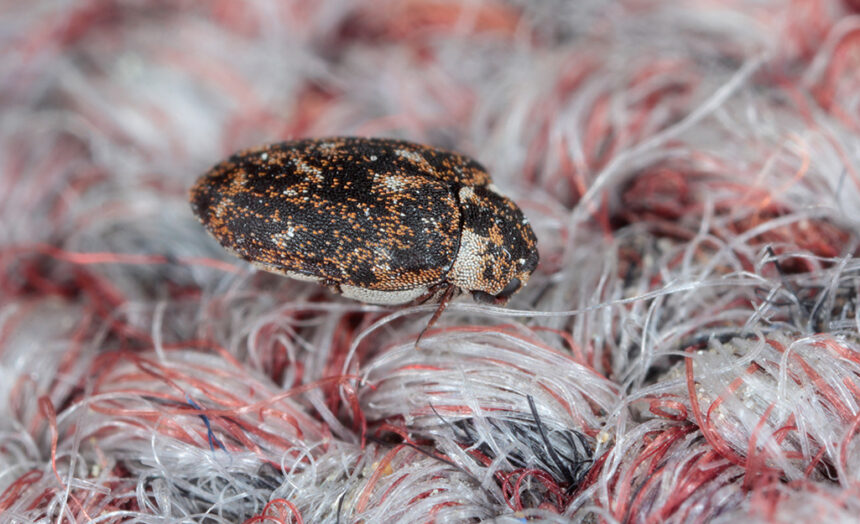 Carpet Beetles: Identification, Prevention, and How to Get Rid of Them