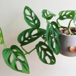Monstera Adansonii vs. Alocasia Chantrieri: Which Statement Plant Suits Your Space?